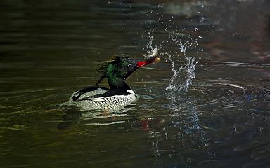 黑龍江碧水中華秋沙鴨國(guó)家級(jí)自然保護(hù)區(qū)